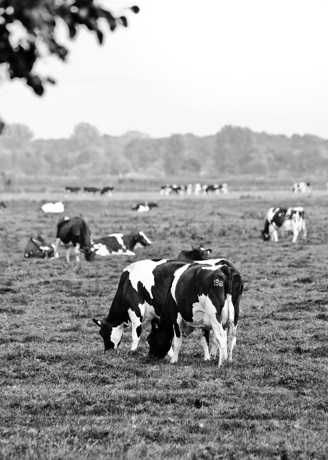 Cow 188 Photograph by Edward Myers