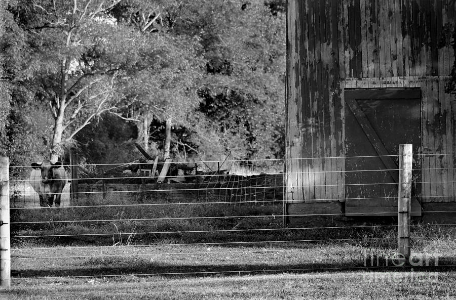 Cow and Barn Black and White Photograph by Karen Adams