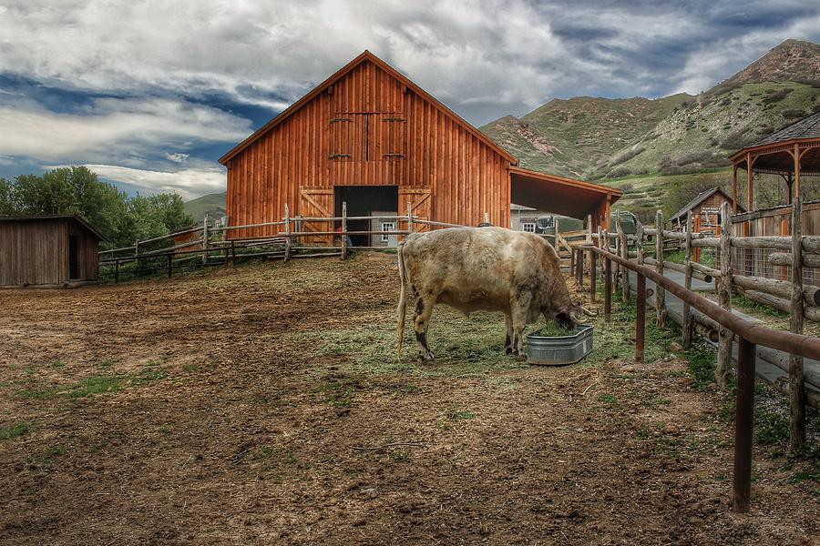Cow and Barn Photograph by Buck Buchanan