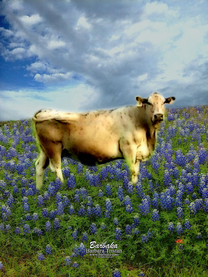 Cow and Bluebonnets Photograph by Barbara Tristan