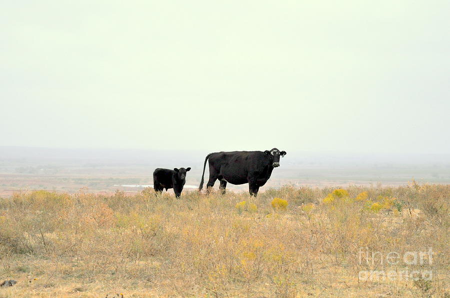Cow Photograph - Cow and Calf by Anjanette Douglas