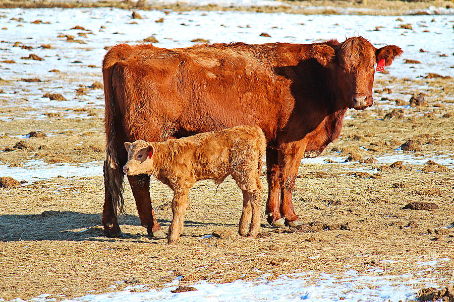 Cow and Calf Photograph by Ann E Robson
