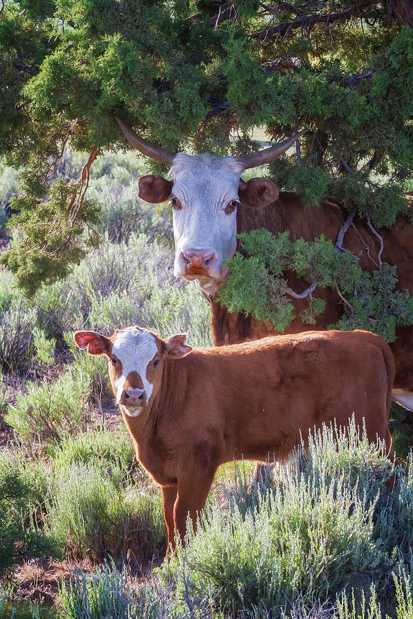 Cow And Calf Photograph