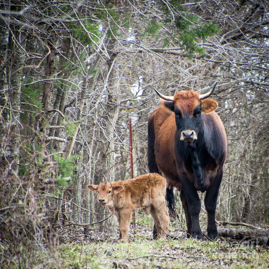 Cow and Calf Photograph by Cheryl McClure