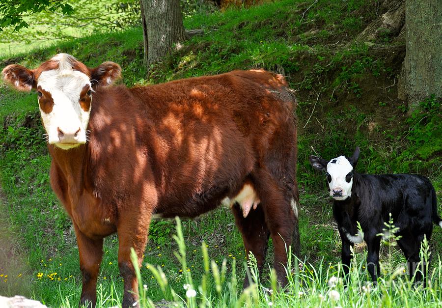 Cow and Calf Photograph by Christina McKinney - Fine Art America