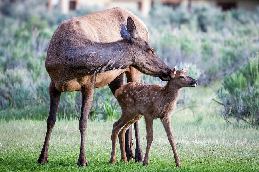 Cow and Calf Elk Photograph by Wesley Aston