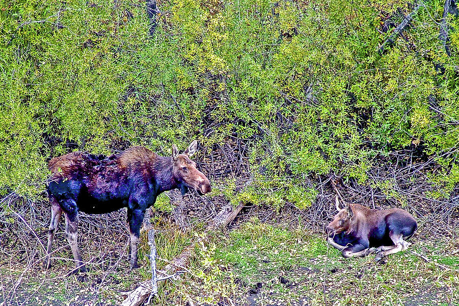 Cow and Calf Moose in Grand Tetons National Park, Wyoming Photograph by Ruth Hager
