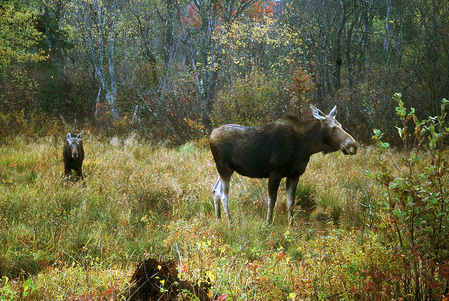 Cow and Calf Moose Photograph by John Burk