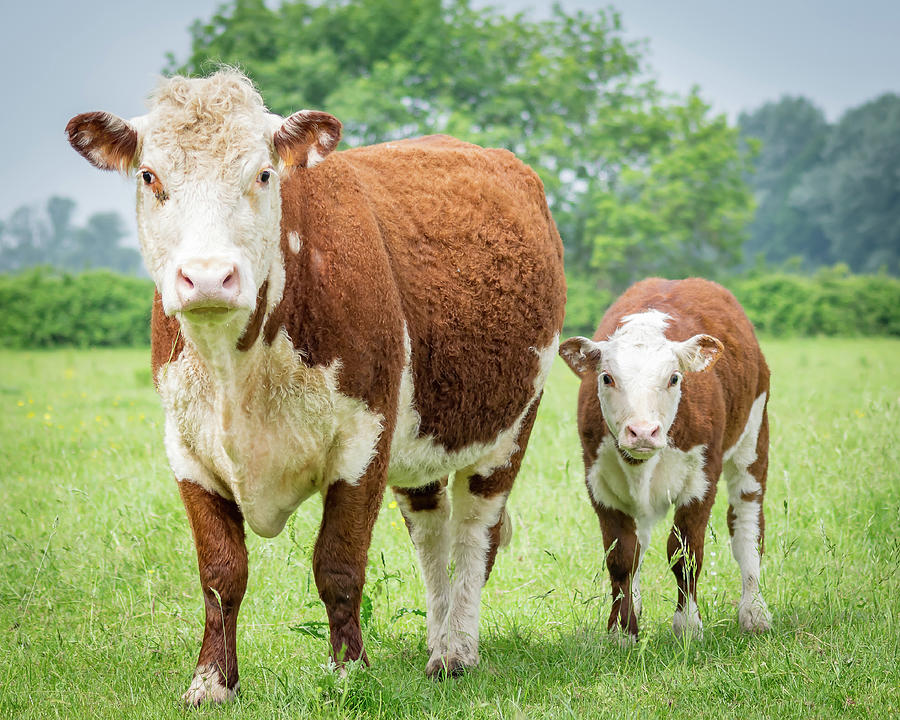 Cow And Calf Photograph by Warren Bourne - Fine Art America