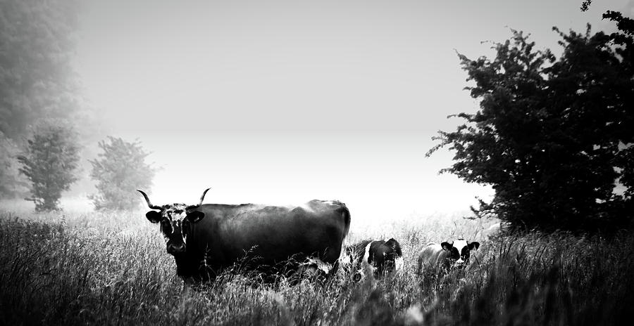 Cow And Calves In Foggy Meadow Photograph by Mountain Dreams
