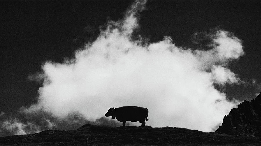 Black And White Photograph - Cow and Cloud by Dorit Fuhg