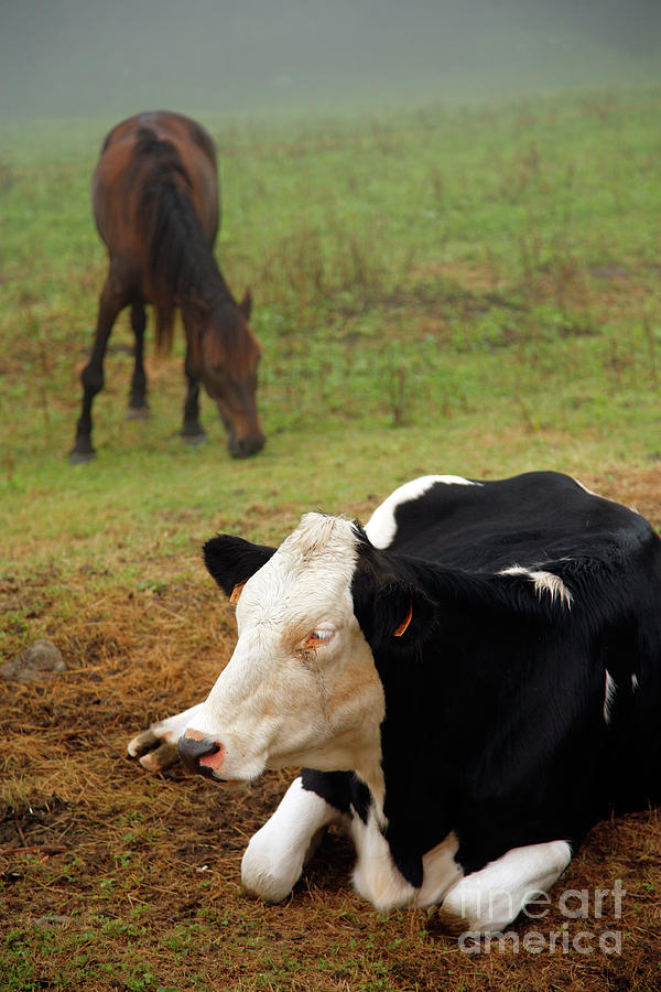 Cow Photograph - Cow and horse by Gaspar Avila