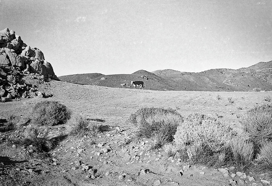 Cow at Pyramid Lake Photograph by Susan Crowell