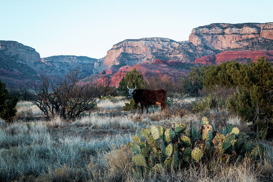 Cow at Red Rock Photograph by Susie Weaver