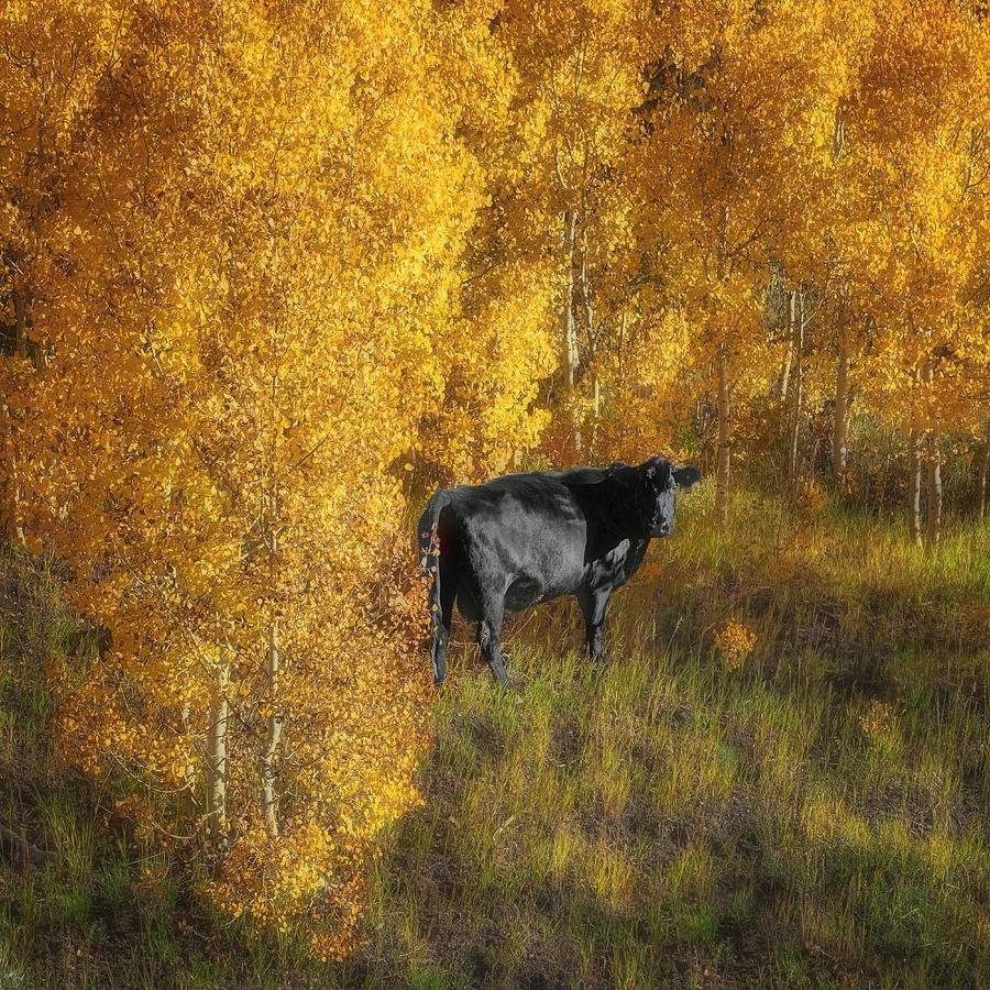 Cow - Autumn Aspens Photograph by Nikolyn McDonald