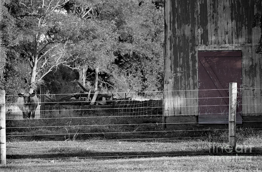 Cow Barn and Red Door Photograph by Karen Adams