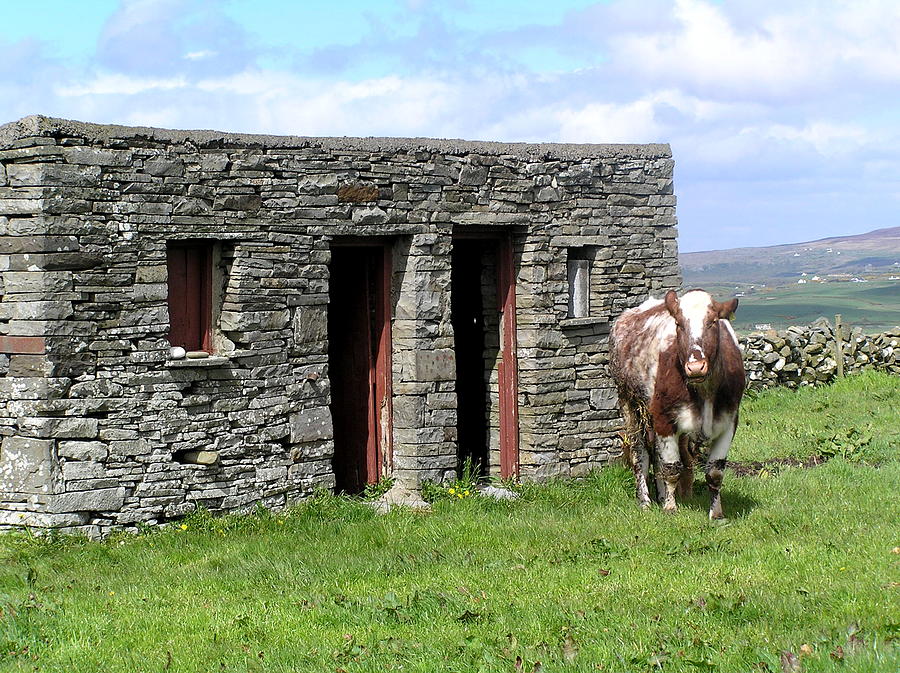 Cow Barn in Ireland Photograph by Jeanette Oberholtzer