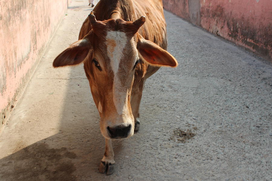 Cow Beauty, Rishikesh Photograph by Jennifer Mazzucco