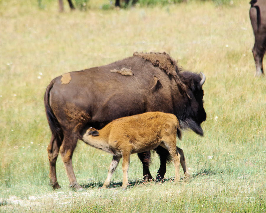 Cow Bison and her calf Photograph by Jeff Swan