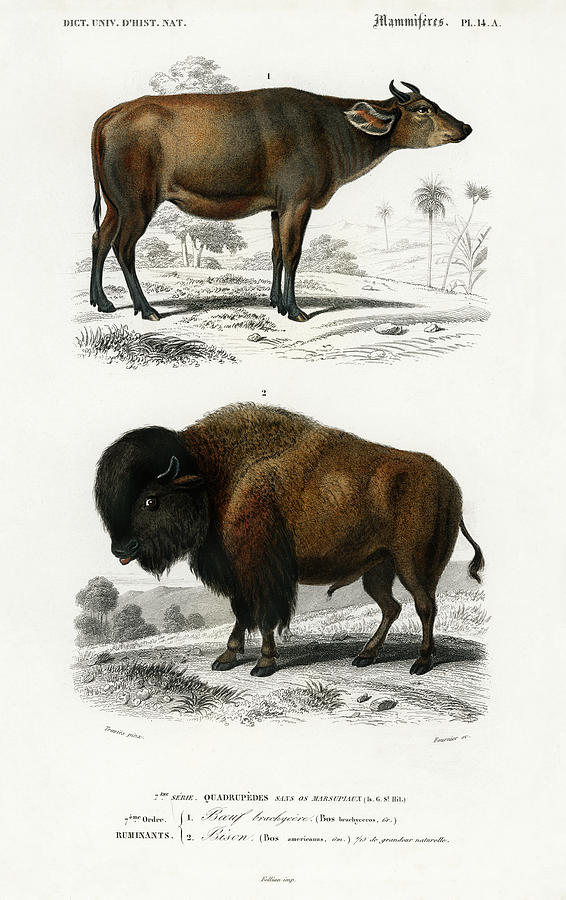 Cow Bos brachyceros and Bison Bos americanus  Painting by Vincent Monozlay
