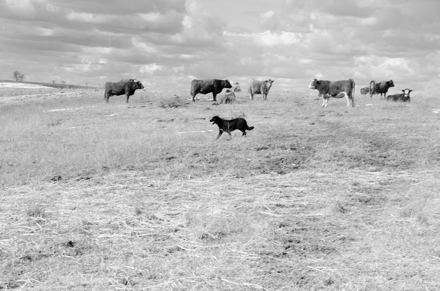 Cow Checker Photograph By Debbie Prediger - Fine Art America