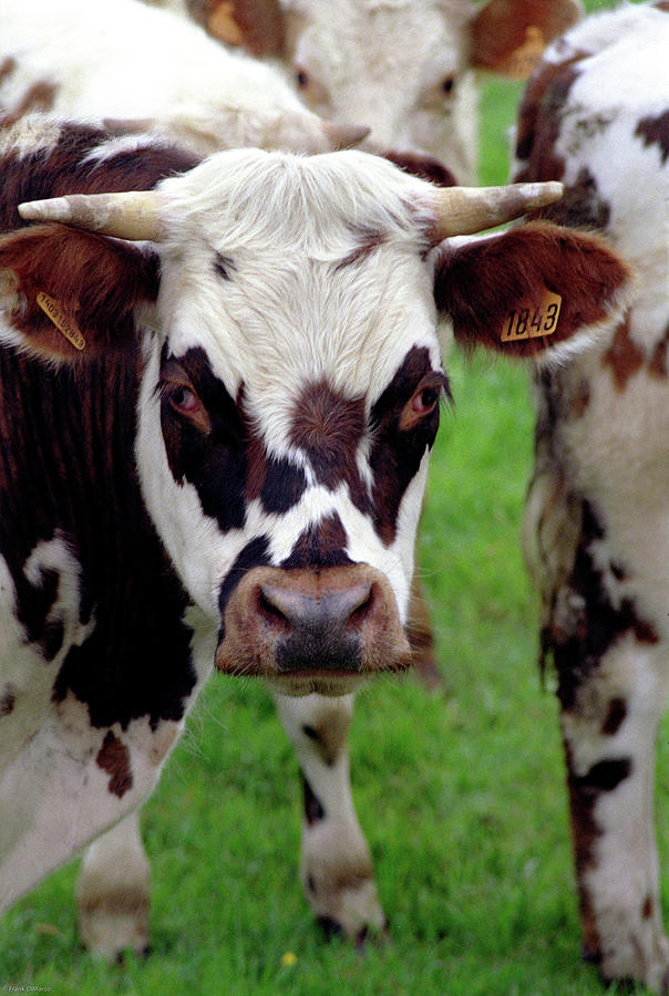 Cow Closeup Photograph by Frank DiMarco