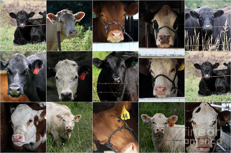 Cow Collage Photograph by Rick Rauzi