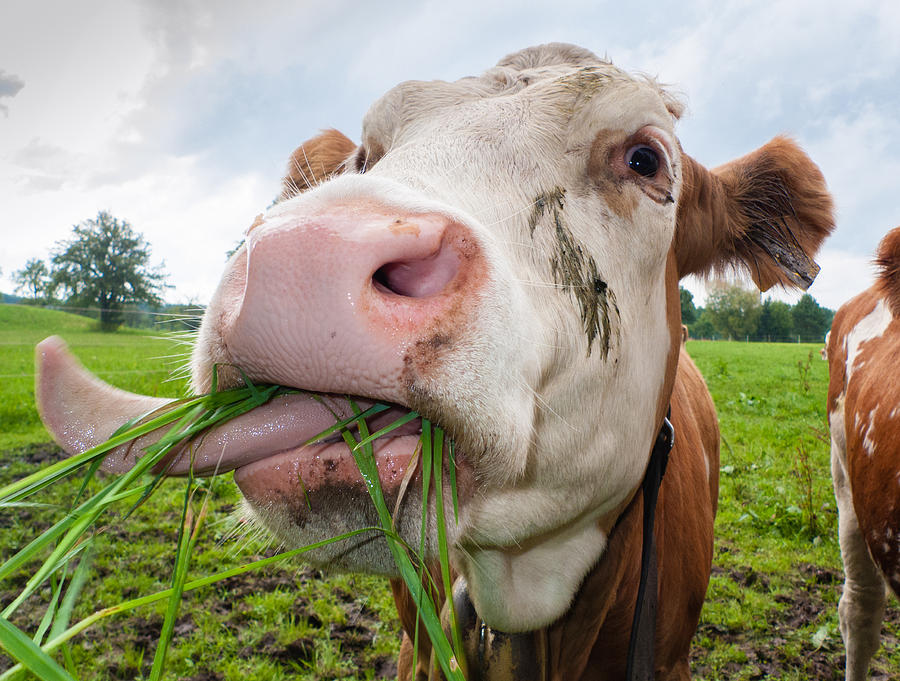 Cow eating fresh grass Photograph by Matthias Hauser