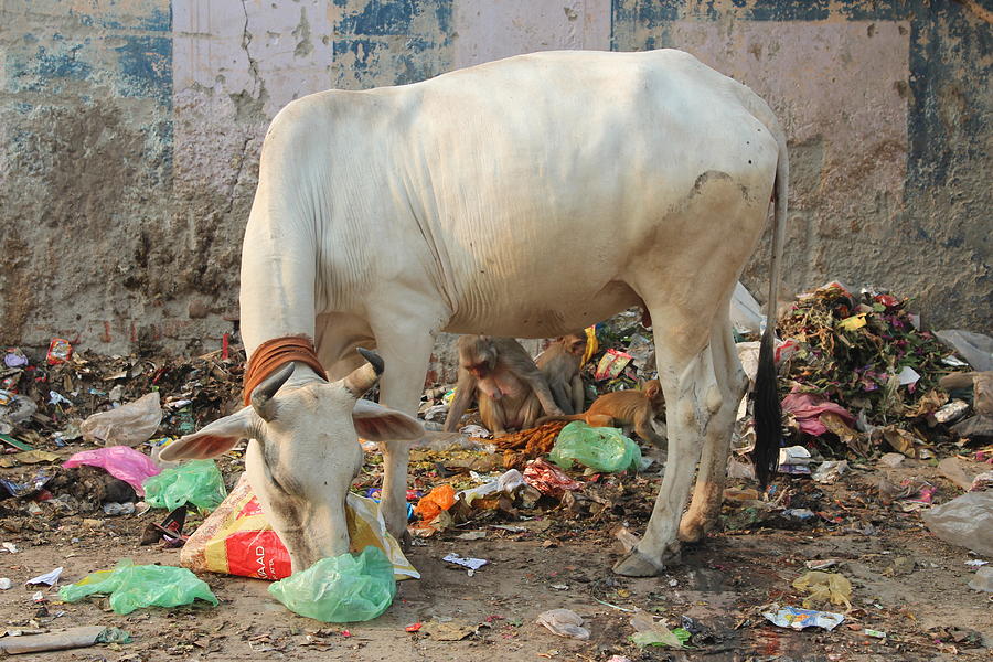 Cow Eating Garbage, Vrindavan Photograph by Jennifer Mazzucco