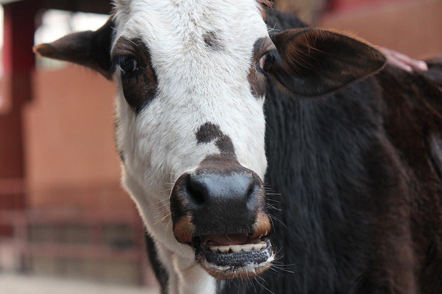 Cow Eating, Rishikesh Photograph by Jennifer Mazzucco