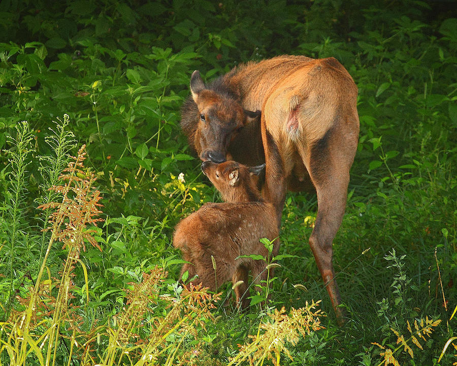 Cow Elk and Newborn Calf Photograph by Michael Dougherty