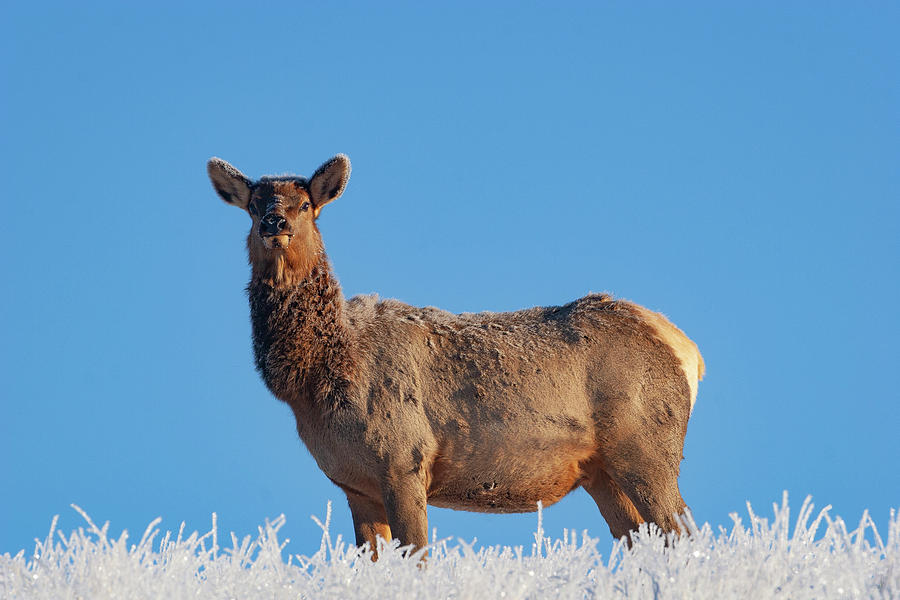 Cow Elk Frost and Blue Sky Photograph by Mark Miller