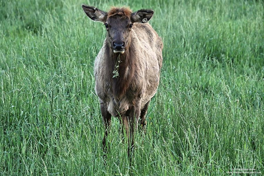 Cow Elk Enjoying Her Veggies Photograph by Bobbie Moller