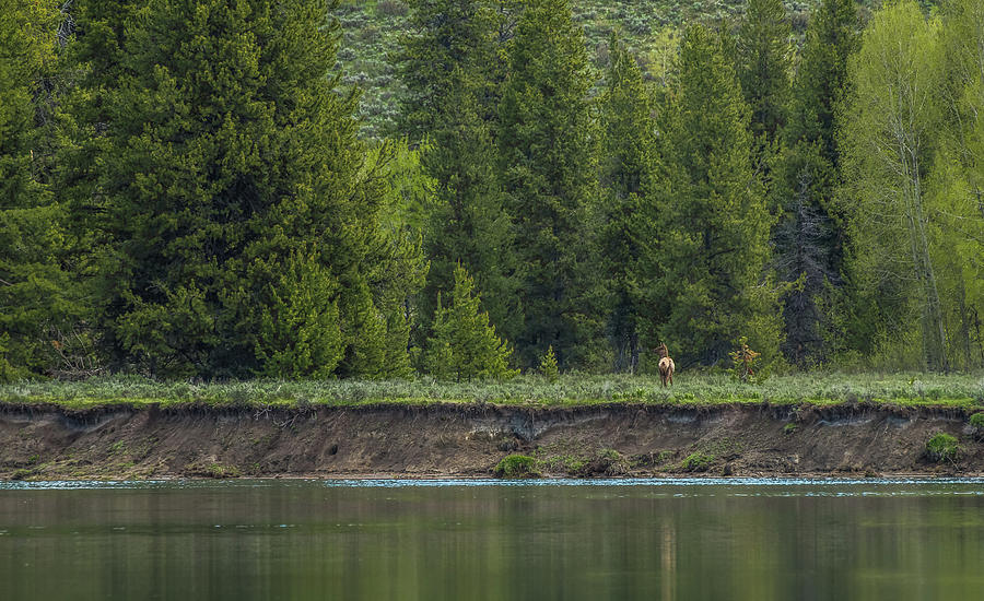 Cow Elk On The Riverbank Photograph by Yeates Photography