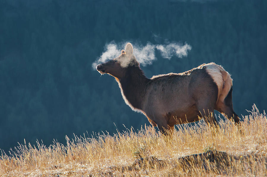 Cow Elk with Steamy Breath Photograph by Mark Miller