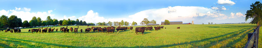Cow Expance Photograph by Sam Davis Johnson