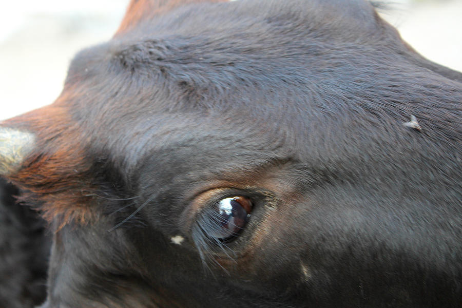 Cow Eye, Rishikesh Photograph by Jennifer Mazzucco