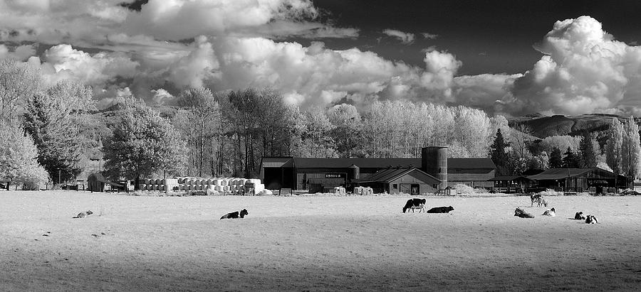 Cow Farm Photograph by Bill Kellett