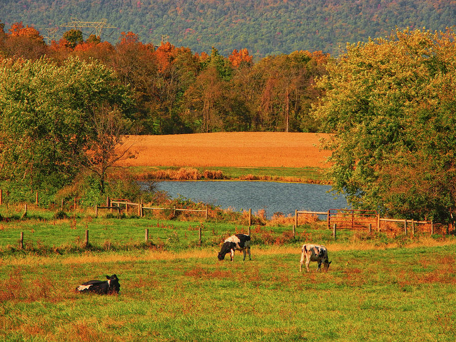 Cow Farm on the AT Photograph by Raymond Salani III