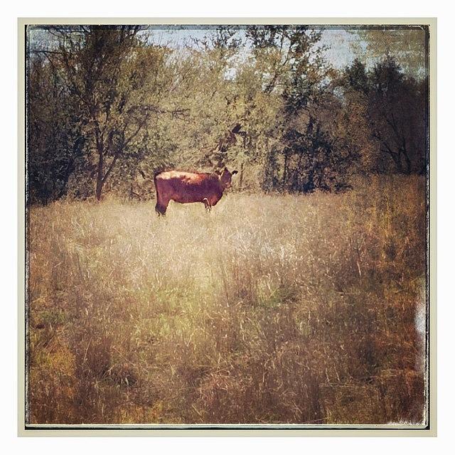 Landscape Photograph - #cow #farming #field #landscape by Judy Green