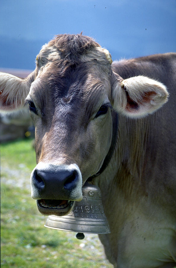 Cow Photograph by Flavia Westerwelle