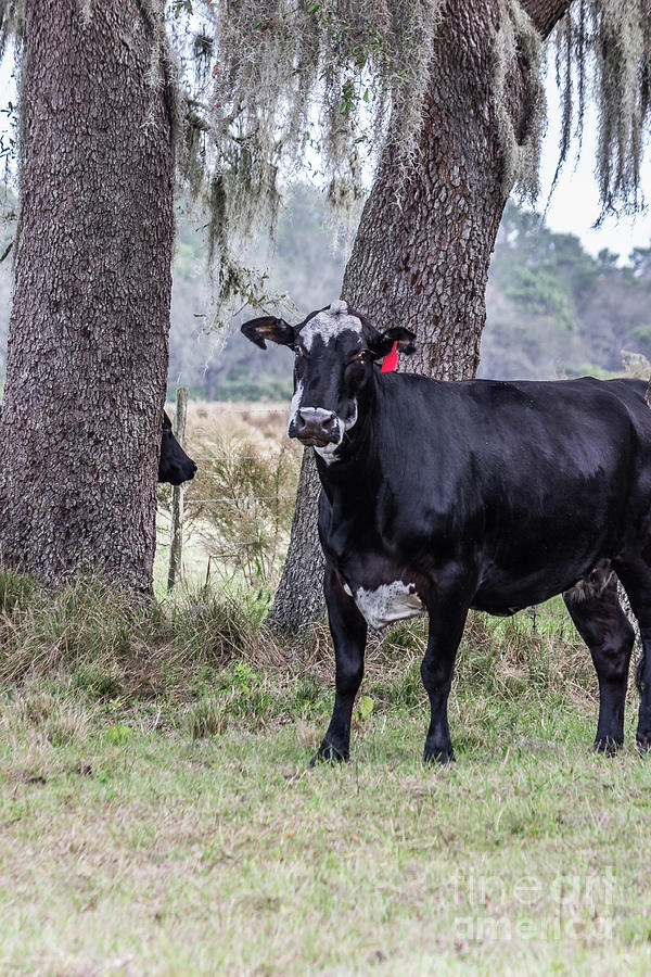 Cow Gaze Photograph by Liesl Walsh
