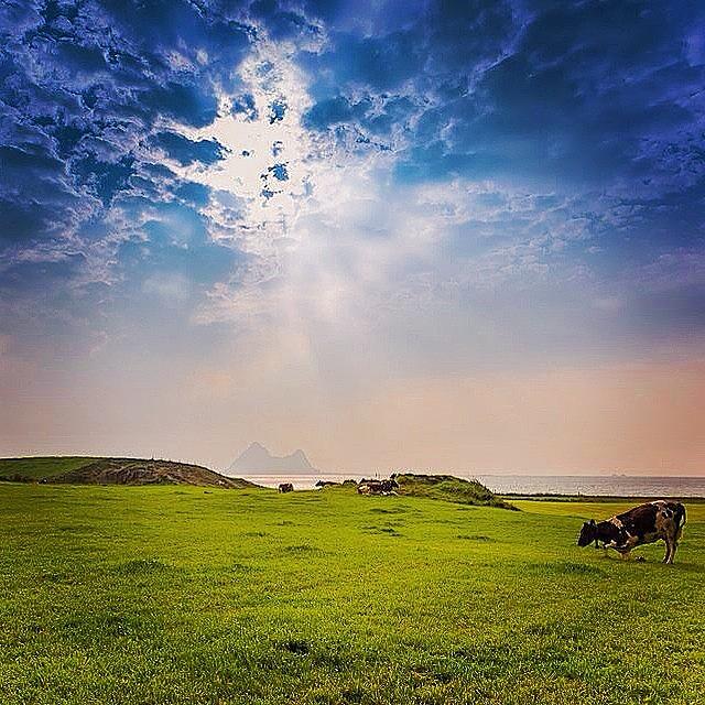 Summer Photograph - #cow #grass #sun #summer #clouds #look by Snap Jeanraymondcool