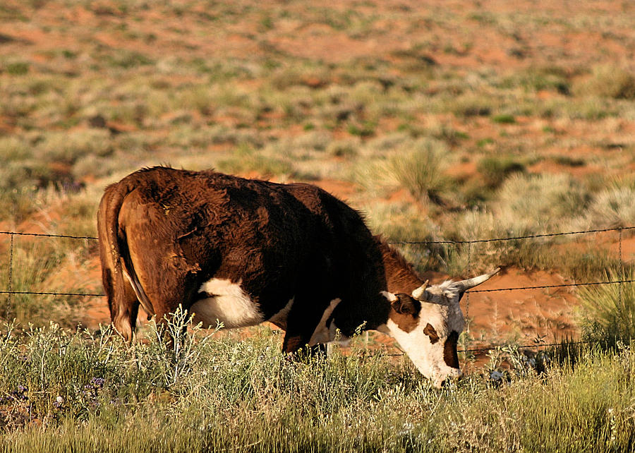 John Wayne Photograph - Cow grazes by Bill Mollet