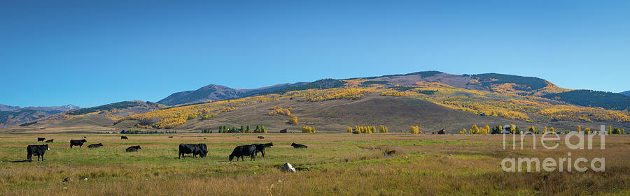 Cow Grazing in Colorado Pano Photograph by Michael Ver Sprill