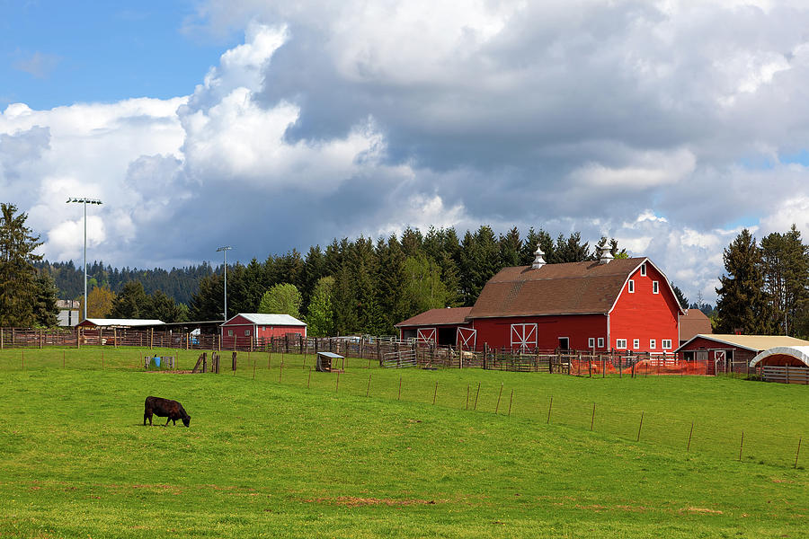 Cow Grazing on Green Pasture by Red Barn Photograph by David Gn