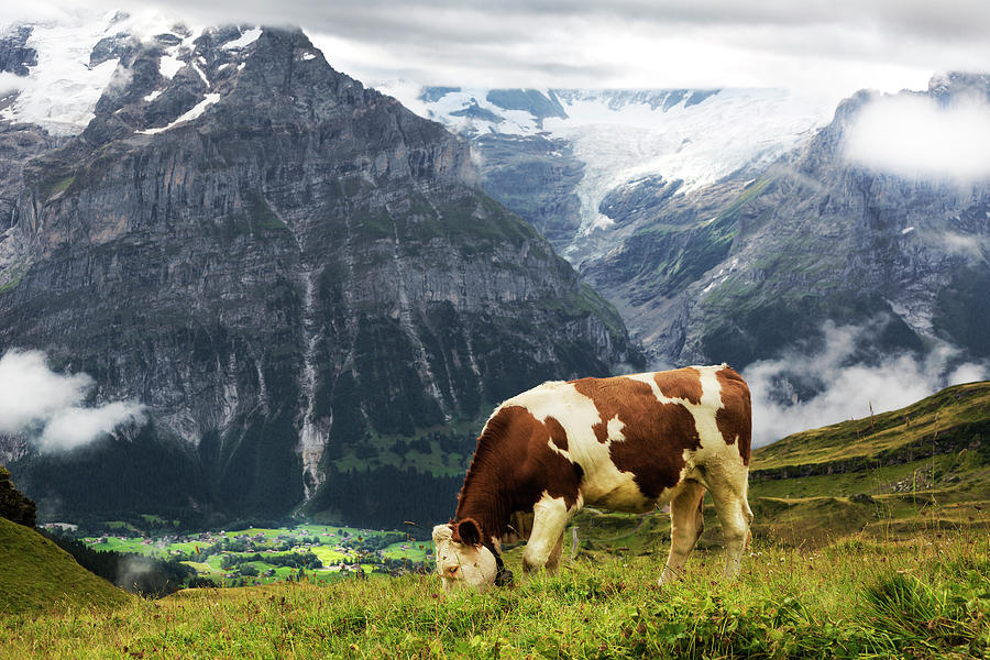 Cow Grazing Swiss Alps, Grindelwald, Switzerland Photograph By Bruce