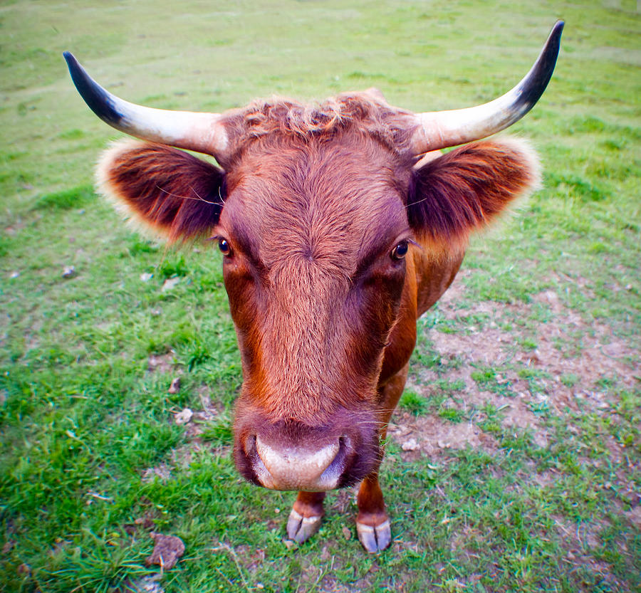 Cow Head Photograph by Adria Trail