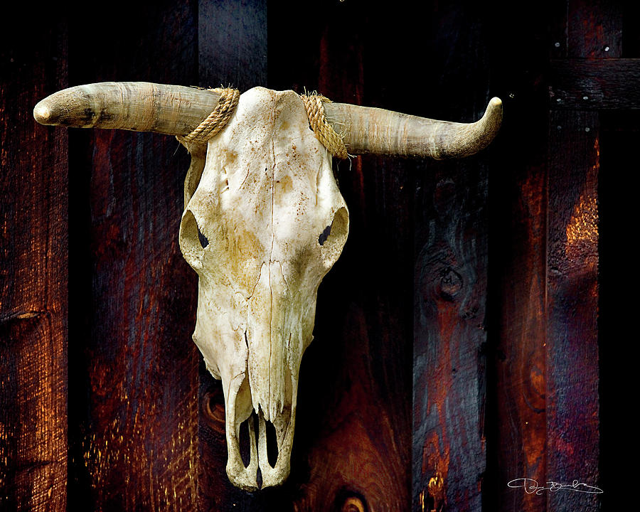 Cow Head Skeleton Hanging On Wooden Wall Photograph by Dan Barba