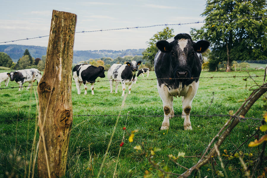 Cow Herd Photograph by Pati Photography - Fine Art America